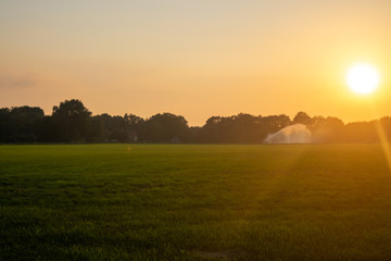 Dutch meadow during sunset