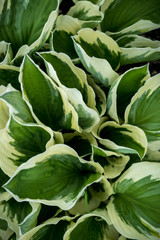 Obraz premium Green leaves pattern Natural background and wallpaper top view