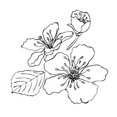 Floral coloring template with black line flower