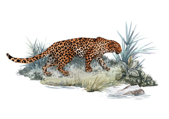 Watercolor jaguar illustration © zenina