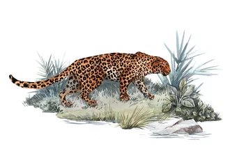 Foto op Plexiglas Watercolor jaguar illustration © zenina