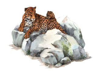 Watercolor jaguar illustration © zenina