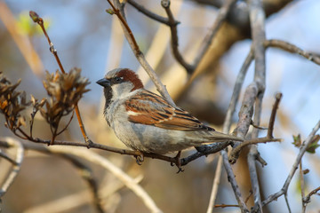 A male House Sparrow (Passer domesticus) perched on a tree branch. Samara, Russia. Spring, April. 