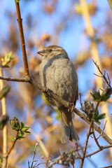 A female House Sparrow (Passer domesticus) perched on a branch. Samara, Russia. Spring, April. 