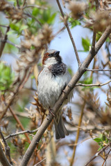 A male House Sparrow (Passer domesticus) perched on a tree branch. Samara, Russia. Spring, April. 