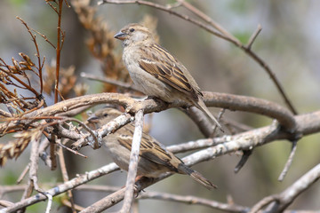 Two House Sparrows (Passer domesticus) perched on a tree branches. Samara, Russia. Spring, April. 