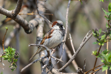 A male House Sparrow (Passer domesticus) perched on a tree branch. Samara, Russia. Spring, April. 