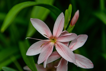 Fototapeta premium beautiful pink Lilly flower close up