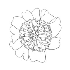 Peony flower hand drawn monochrome sketch. Flower thin outline design element