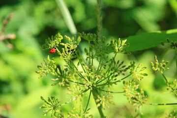 Biedronka © kruffka