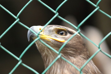 Orzeł przedni w niewoli © kruffka