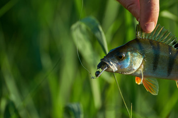 Freshwater perch in the hand of a fisherman.. Spinning sport fishing.  Catch & release.