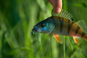 Freshwater perch in the hand of a fisherman.. Spinning sport fishing.  Catch & release.