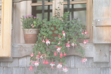 Fototapeta na wymiar flowers on the windowsill