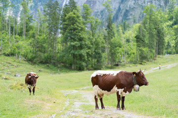 cows on pasture