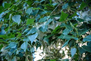 Poplar fluff. Poplar fluff not to blame for allergies, Summer starts with poplar fluff. Magic Poplar Fluff