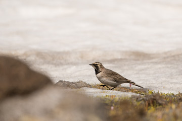 Stunning bird photo. Horned lark (Eremophila alpestris). A high mountain bird feeding on the snow.