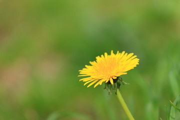 Mlecz polny © kruffka