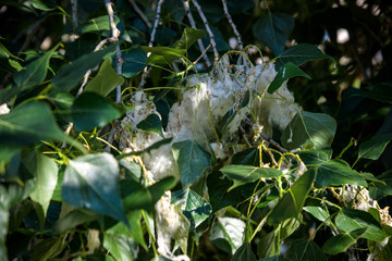 Poplar fluff on the branch among green grass. White fluff from poplar trees, allergies symptoms