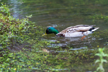 duck in pond
