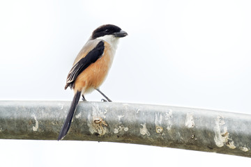 The long-tailed shrike or rufous-backed shrike (Lanius schach) is a member of the bird family Laniidae, the shrikes. They are found widely distributed across Asia