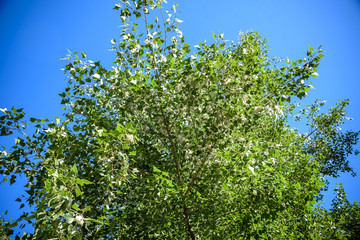Fototapeta na wymiar Poplar fluff on the branch among green grass. White fluff from poplar trees, allergies symptoms