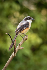 The long-tailed shrike or rufous-backed shrike (Lanius schach) is a member of the bird family Laniidae, the shrikes. They are found widely distributed across Asia