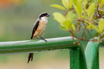 The long-tailed shrike or rufous-backed shrike (Lanius schach) is a member of the bird family Laniidae, the shrikes. They are found widely distributed across Asia