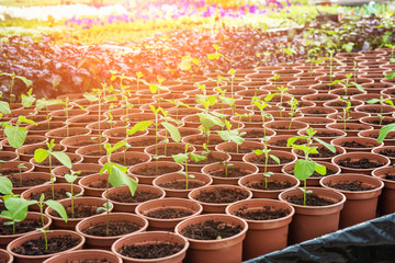 Seedlings in peat pots. Plants in sunlight in modern botany greenhouse, horticulture and...