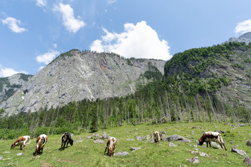 Fototapeta premium cows in mountains