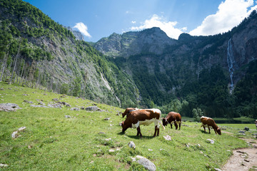 Fototapeta na wymiar cow in the alps