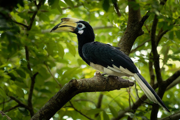 Oriental Pied-Hornbill - Anthracoceros albirostris large canopy-dwelling bird belonging to the...