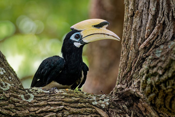 Oriental Pied-Hornbill - Anthracoceros albirostris large canopy-dwelling bird belonging to the Bucerotidae. Other common names are sunda pied hornbill (convexus) and Malaysian pied hornbill