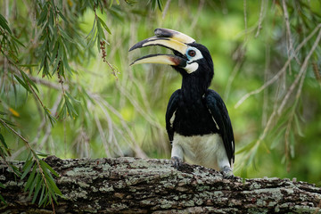Oriental Pied-Hornbill - Anthracoceros albirostris large canopy-dwelling bird belonging to the Bucerotidae. Other common names are sunda pied hornbill (convexus) and Malaysian pied hornbill