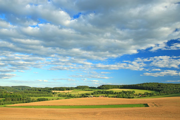 Fototapeta premium Summer landscape in sunny day. Rural countryside.