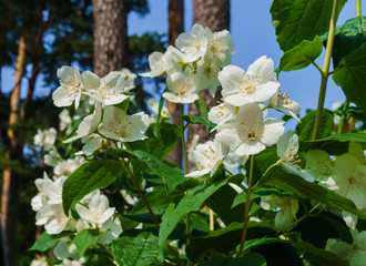 Jasmine bush sprinkled with white flowers in the garden.