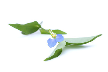Spiderwort flower isolated on white