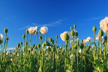 Obraz premium Detail of flowering opium poppy