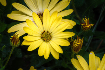 Yellow flowers as a wall poster. Closeup of yellow flowering flowers and blossoming flower buds suitable as wall decoration in the living room, hotels and spa areas