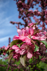 Obraz premium Cherry Tree 6