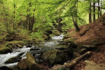 Mountain stream in the green forest in spring