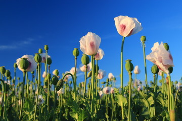 Detail of flowering opium poppy - obrazy, fototapety, plakaty