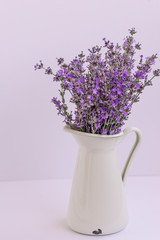 Bouquet of lavender flowers in white pot isolated on purple background.