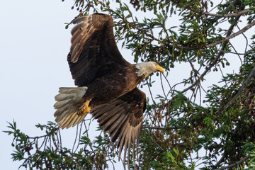Closeup of a bald eagle flying, seen in the wild in  North California