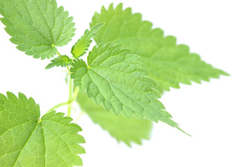 Nettle isolated on white background