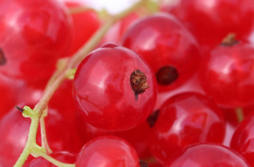 Red currant closeup