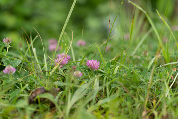flower in grass