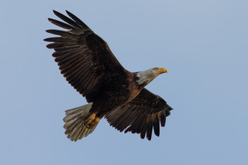 Closeup of a bald eagle flying, seen in the wild in  North California