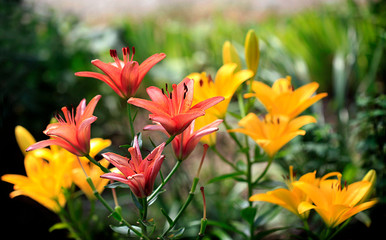 colorful lilies in summer garden