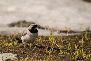 Stunning bird photo. Horned lark (Eremophila alpestris). A high mountain bird feeding on the snow.